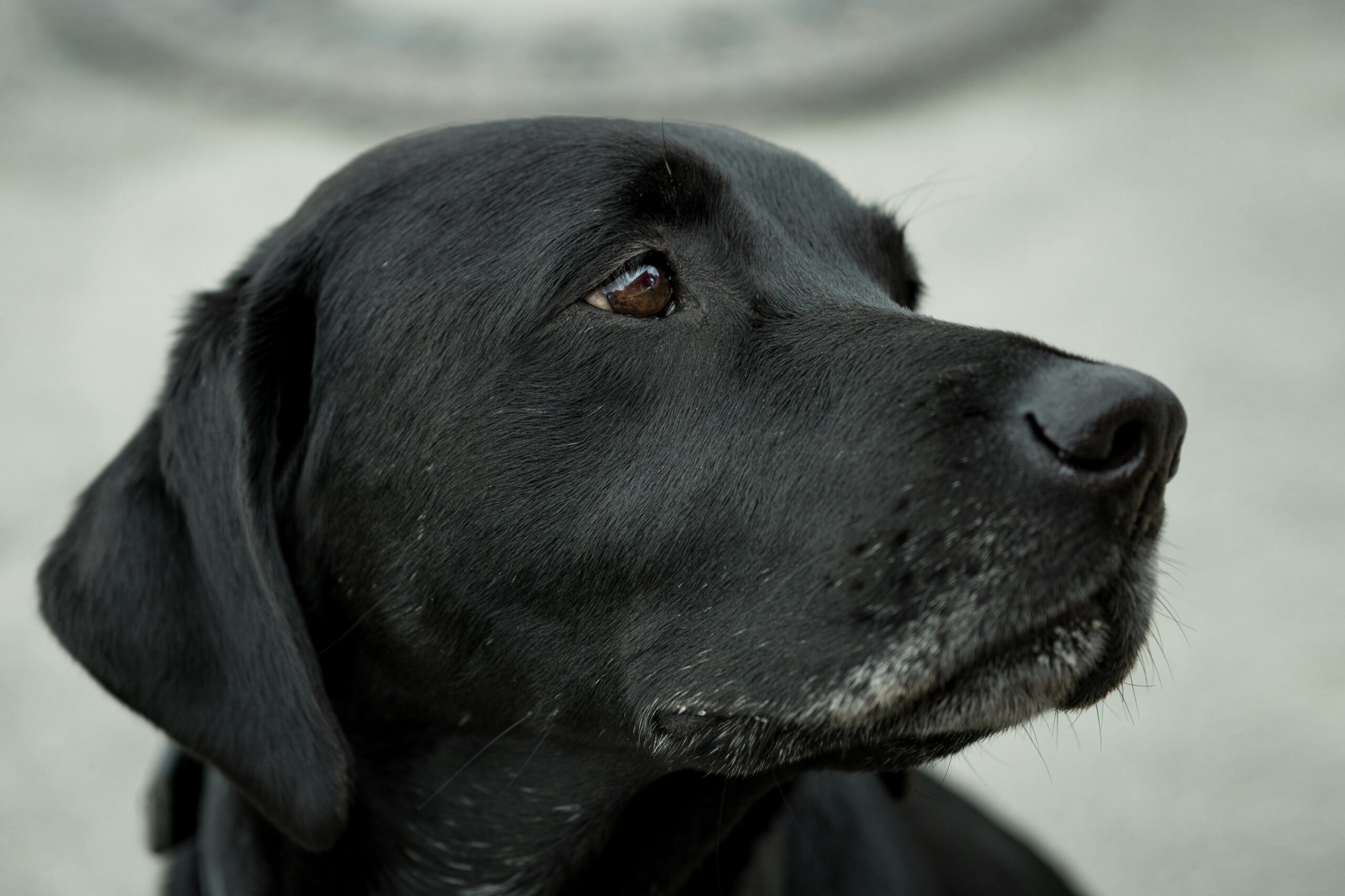 The Black Labrador: A Comprehensive Guide to Your Loyal Companion