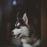 “price of husky dog in india”.