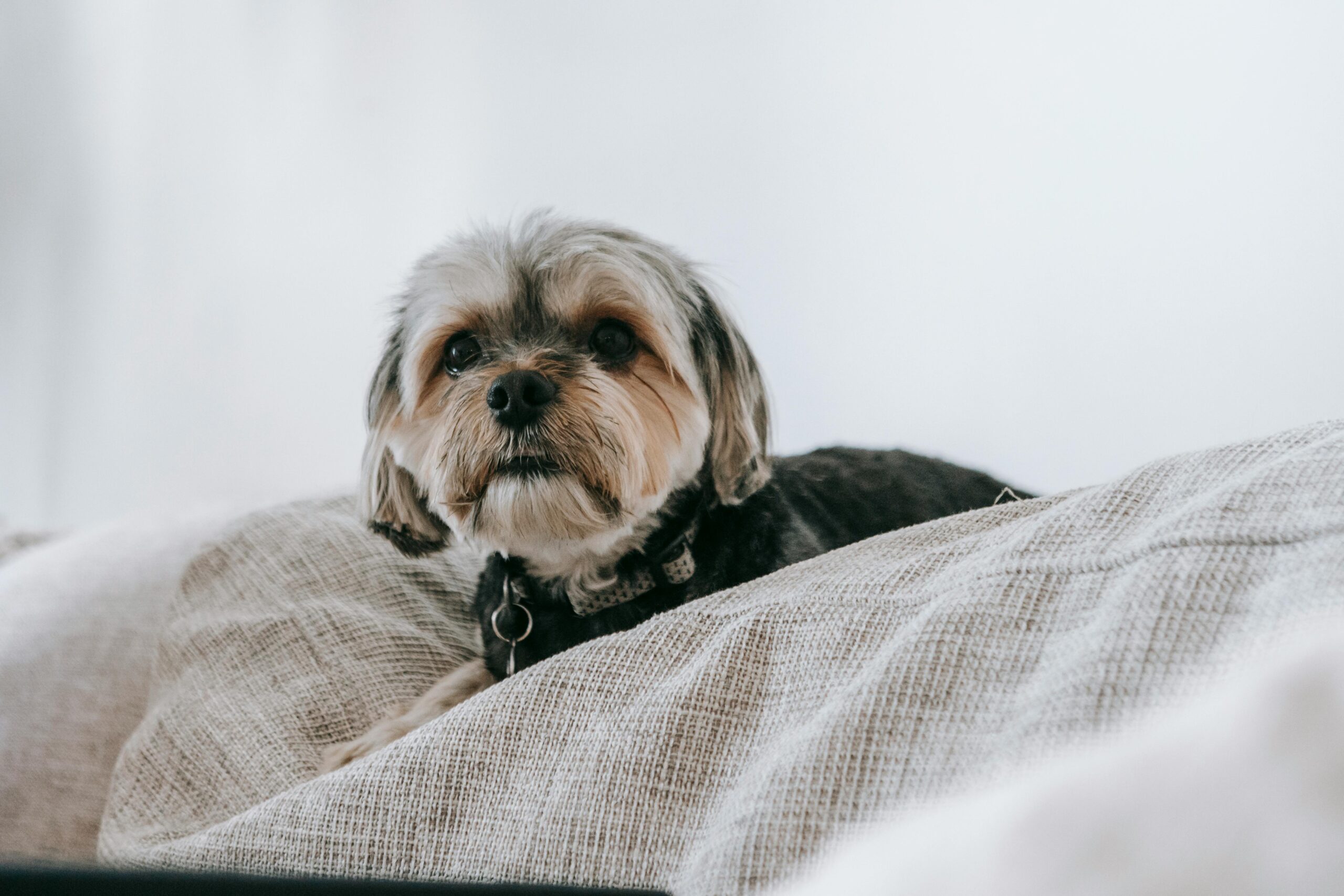 Shih Tzu Dog Breed Price: How Much Does a Shih Tzu Cost?