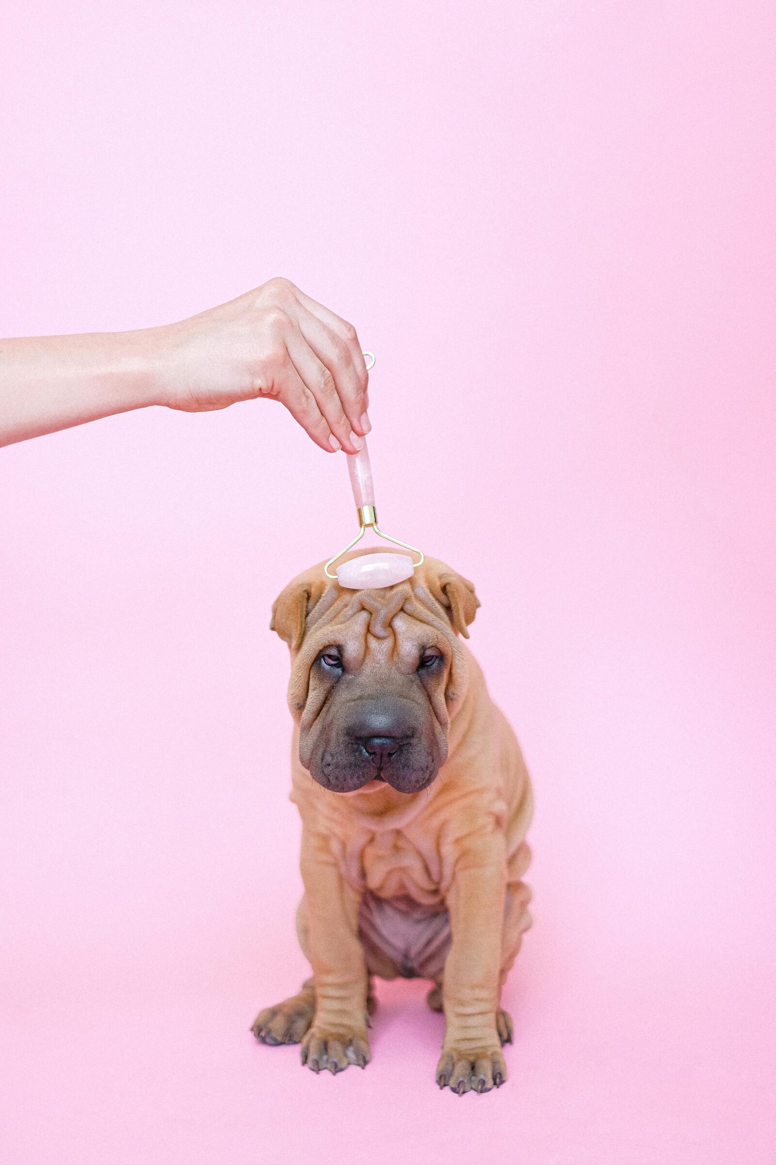 How to Massage a Dog: A Way to Help Both You and Your Pup Relax