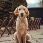 How to Groom Your Dog at Home: A Step-by-Step Guide