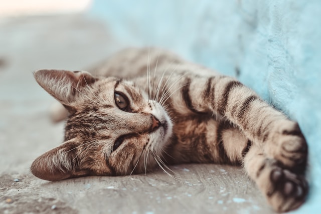 How to Make Brushing Your Cat’s Teeth a Hassle-Free Experience