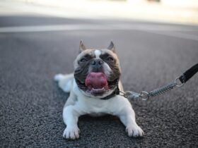 How to Clean and Maintain Your Dog’s Toys for Longevity