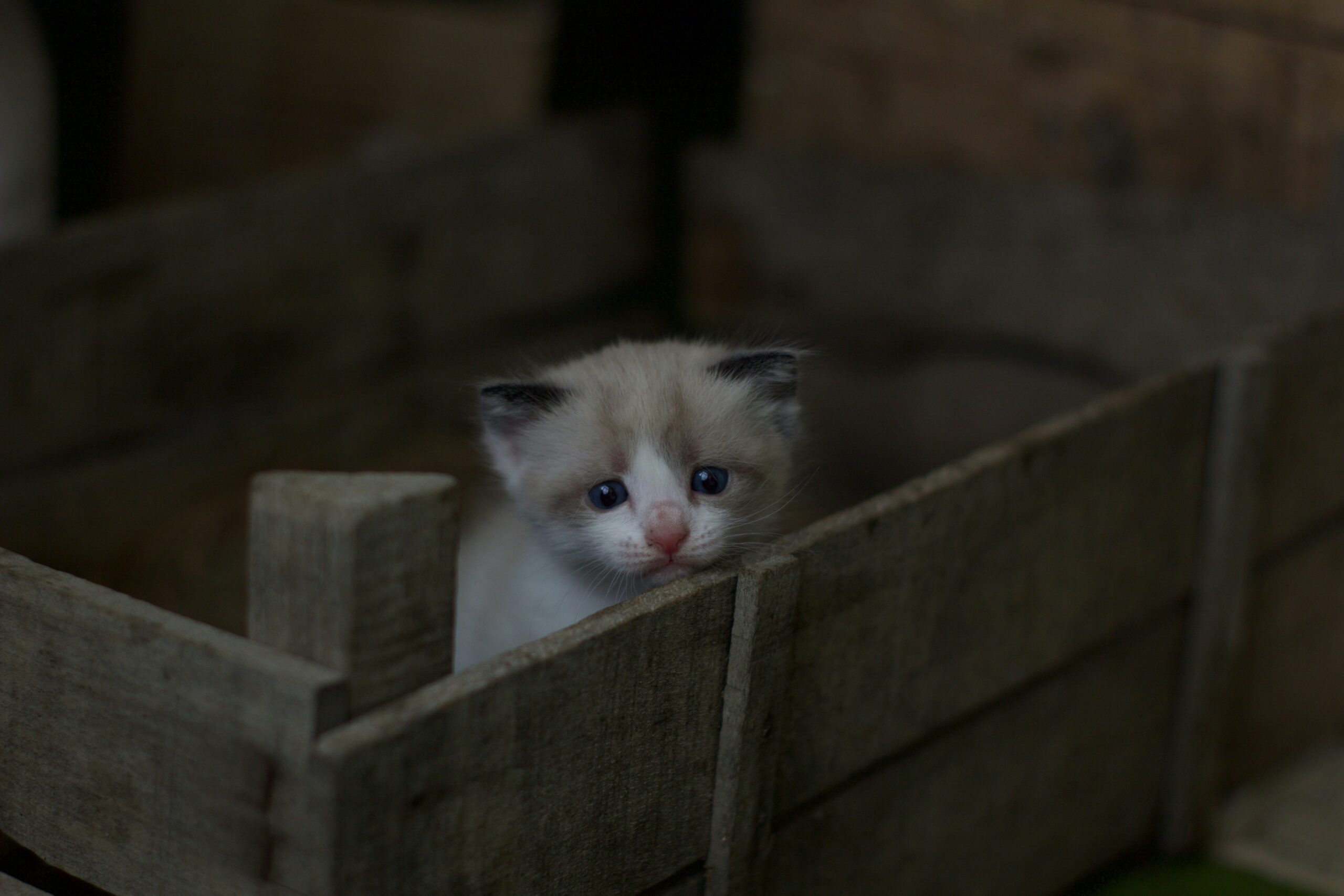 How to Keep Cats Entertained Indoors: Fun and Creative Ideas for a Stimulating Cat Environment