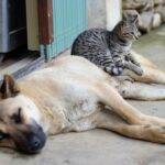10 Essential Tips for Introducing Cats and Dogs to Each Other Successfully