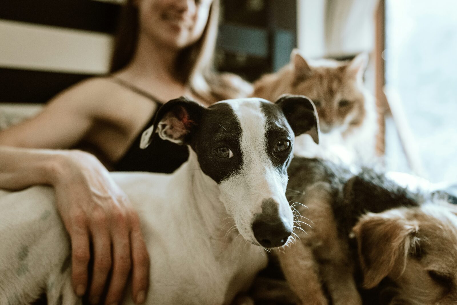 The Reality of Puppy Mills: Understanding Pet Shops and Fake Breeders