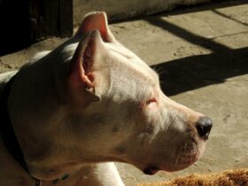 Preventing Heartworm in Dogs and Cats: Essential Tips for Every Pet Owner