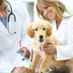 The Importance of Regular Vet Checkups for Cats and Dogs: What to Expect