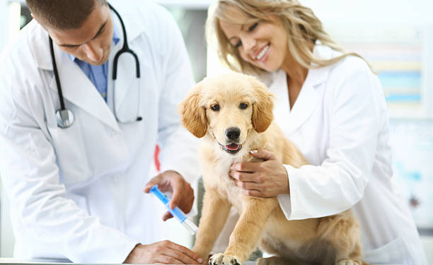 The Importance of Regular Vet Checkups for Cats and Dogs: What to Expect
