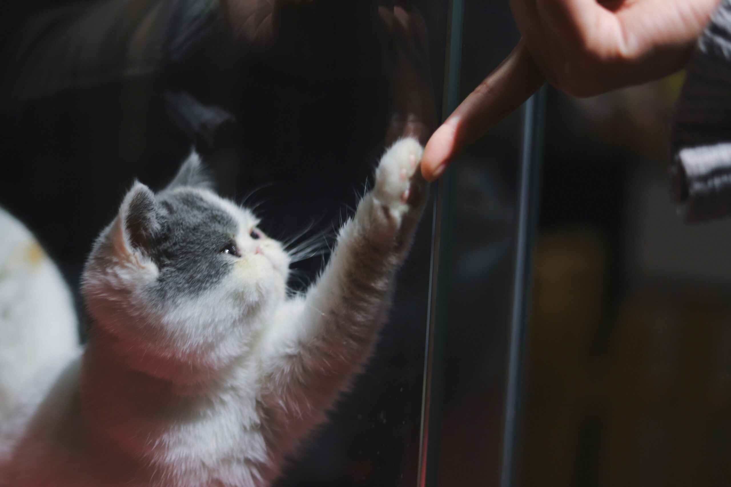 Don’t Let Feline Leukemia Sneak Up on Your Cat: Prevention, Symptoms, and Treatment