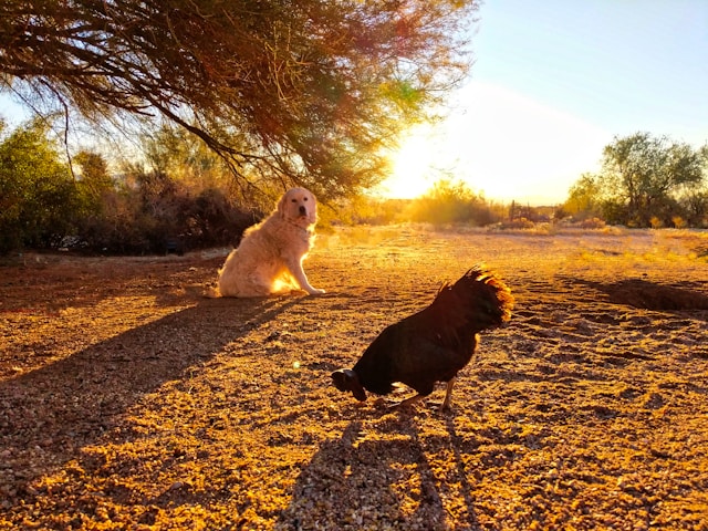 A Comprehensive Guide to Socializing Dogs with Pet Birds