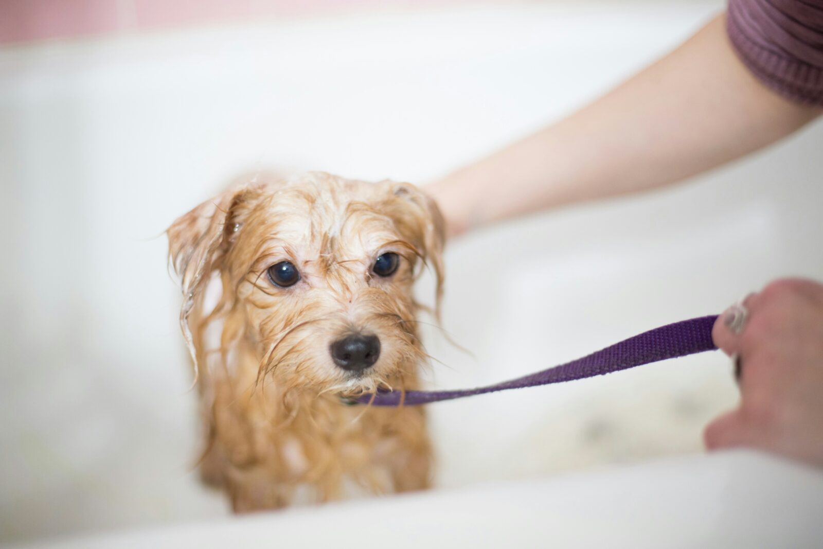 Top 10 Common Dog Medicines and Their Uses