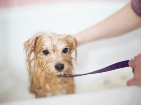 Top 10 Common Dog Medicines and Their Uses