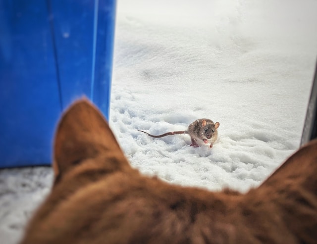 Dog vs. Mouse: Exploring the Possibility of Friendship