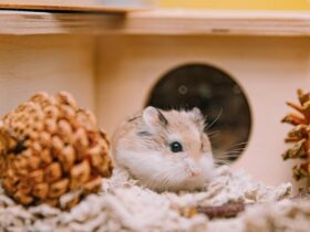 Introducing Dogs to Hamsters and Gerbils Essential Tips for Success