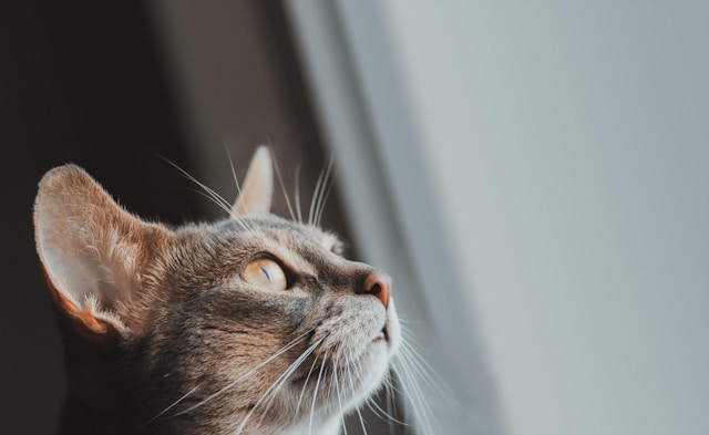 Quantum Physics and Pets Do Cats and Dogs Understand the Universe