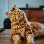 Feeding Your Cat: How to Choose the Best Diet for Your Feline