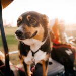 The Reality of Puppy Mills: Understanding Pet Shops and Fake Breeders