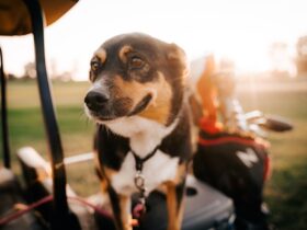 The Reality of Puppy Mills: Understanding Pet Shops and Fake Breeders