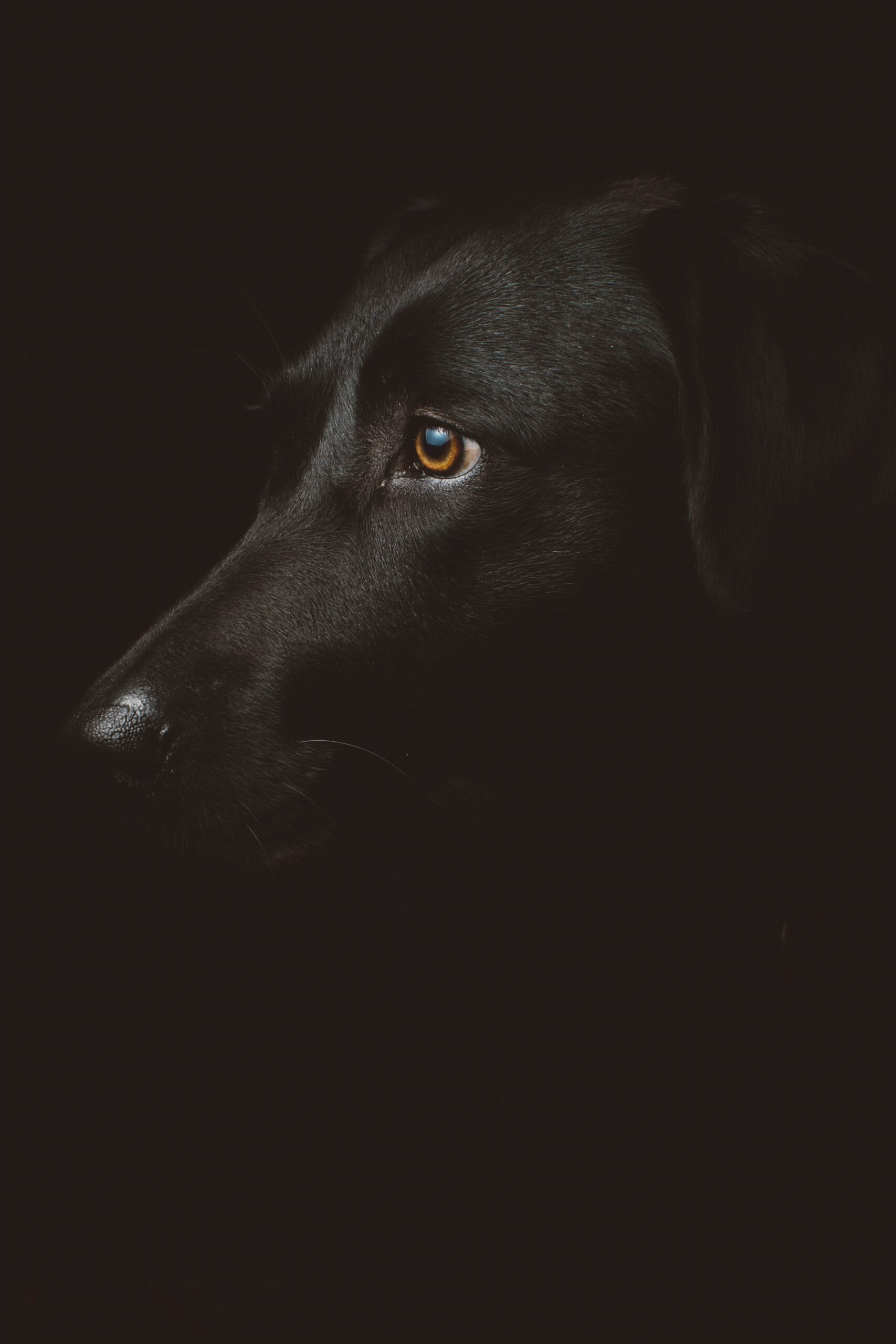Dog Nutrition 101: What Every Pet Parent Should Know About Feeding