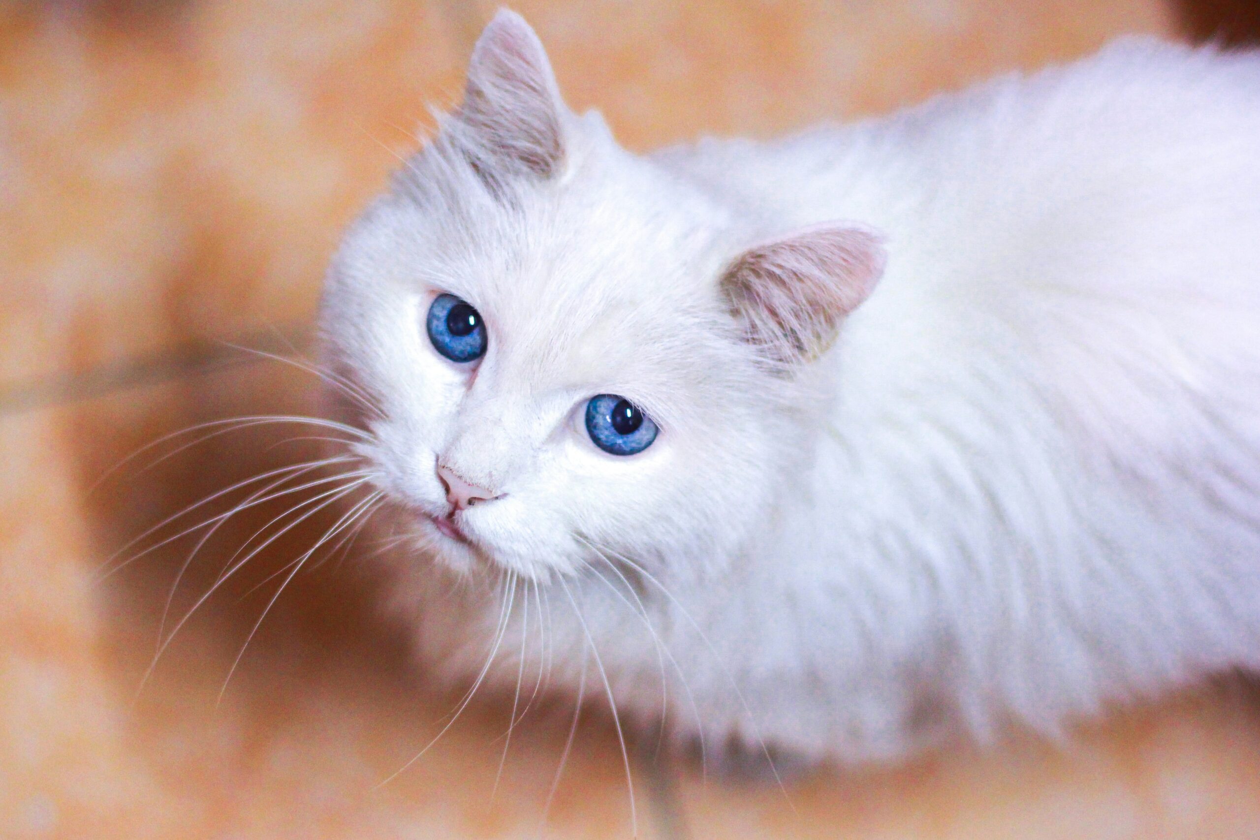 How to Remove Matted Cat Hair