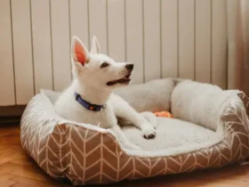 Pet Proofing Your Home: Essential Safety Tips for Dogs and Cats