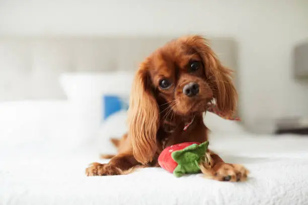 The Enchanting Beauty of the Cavalier King Charles Spaniel: A Detailed Guide