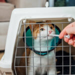 Preventing Feline Upper Respiratory Infections: Essential Tips for Cat Owners