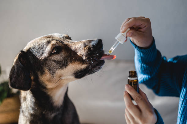 What to Expect After Your Pet’s Vaccines: Reactions, Side Effects, and Care Tips