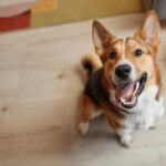 Should I Adopt a Dog? Here Are 8 Things to Consider First, According to a Trainer