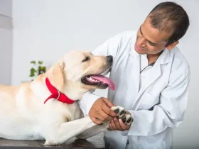 How to Treat a Dog Ear Infection: A Comprehensive Guide