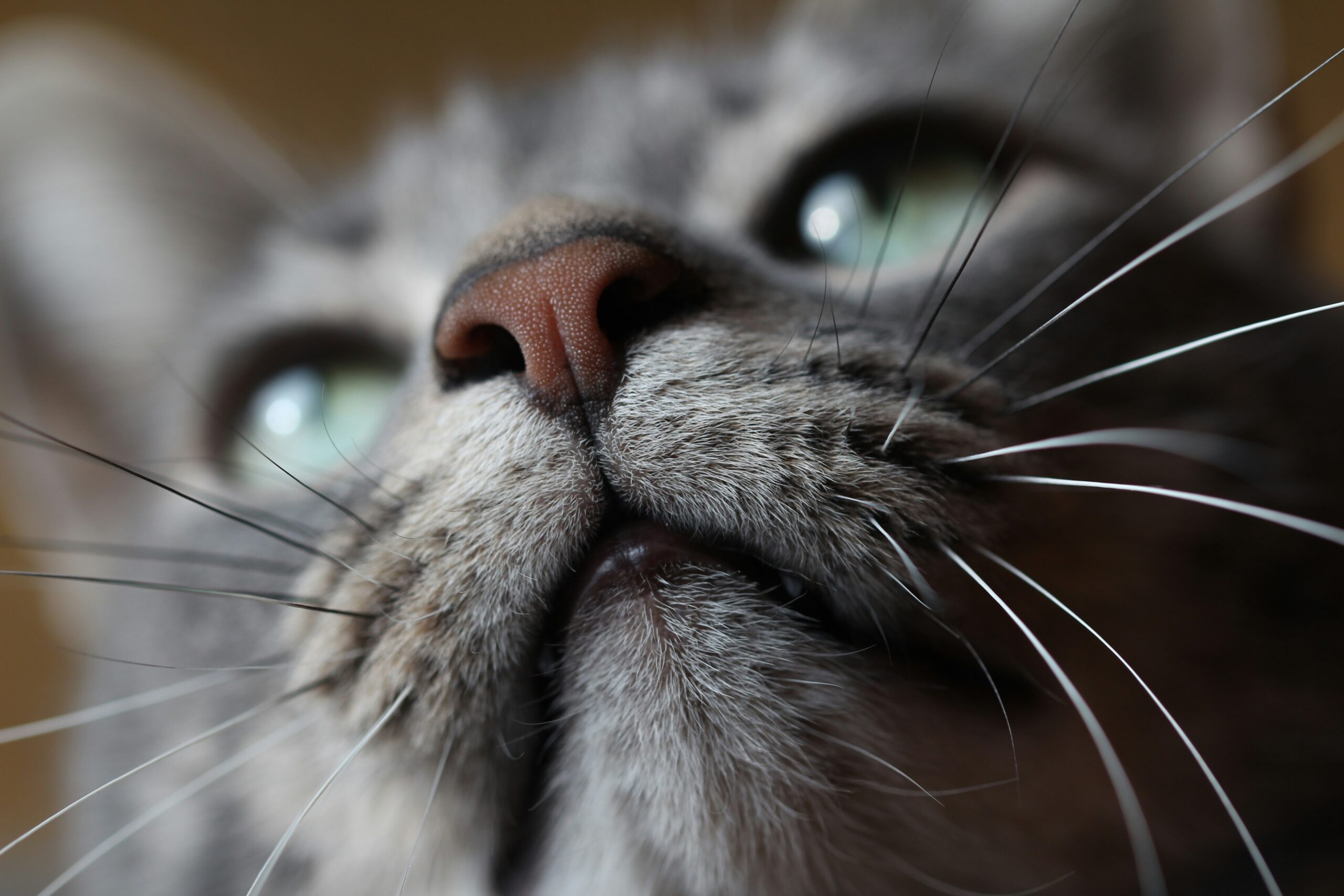 Transitional Cell Carcinoma (TCC) in Cats: Symptoms, Diagnosis, and Treatment
