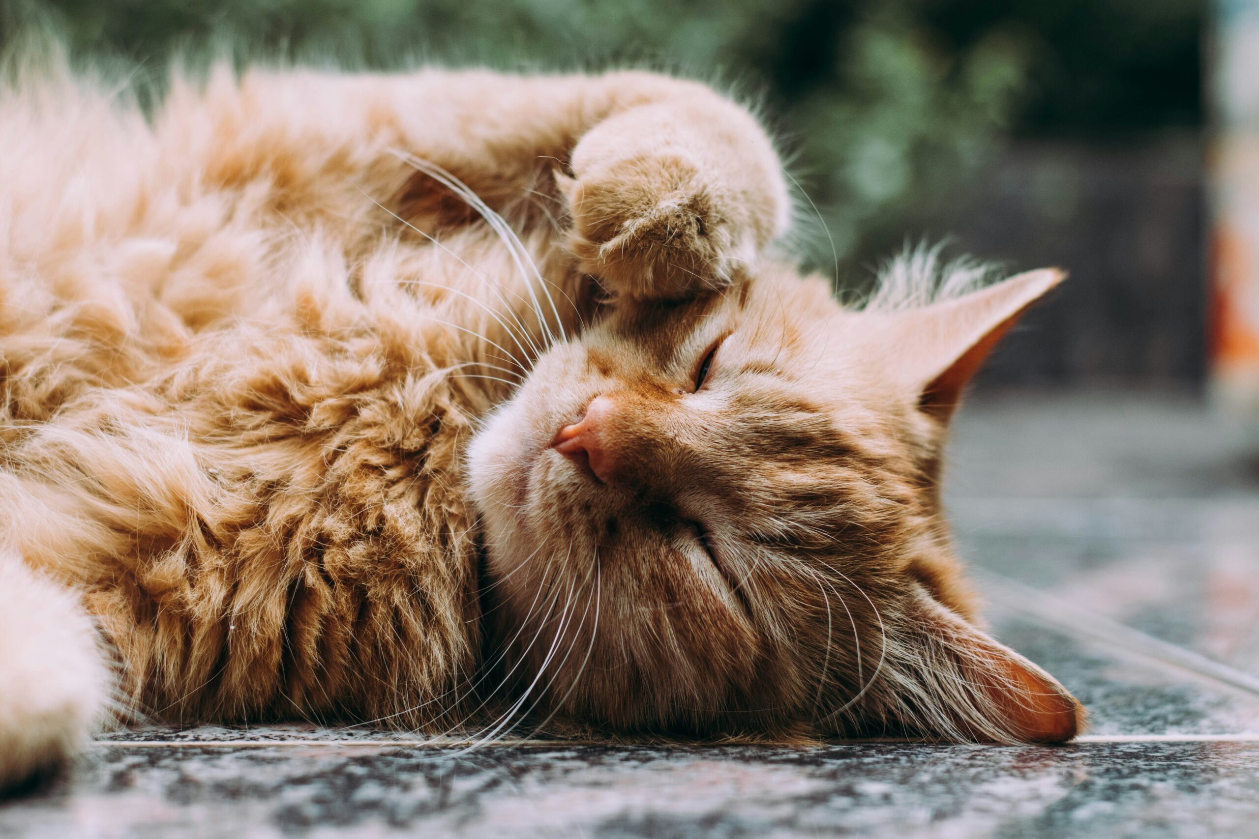 Cat Brushing 101