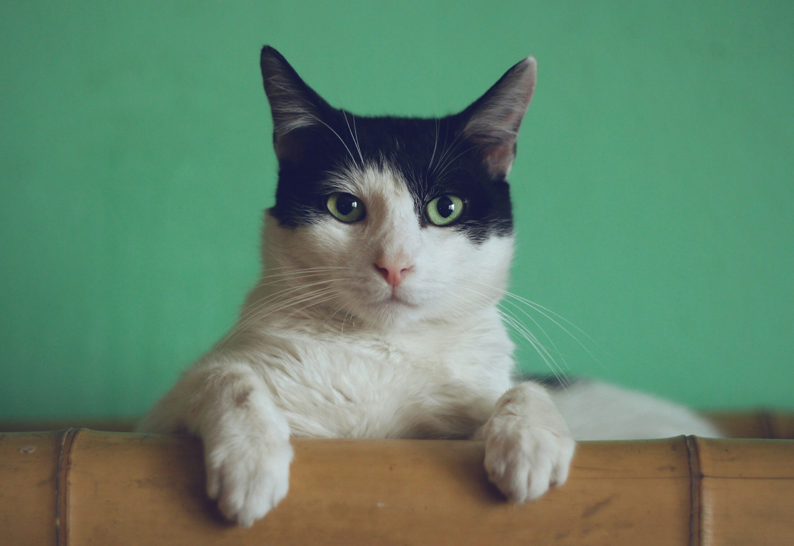 The Benefits of Spaying or Neutering Your Cat