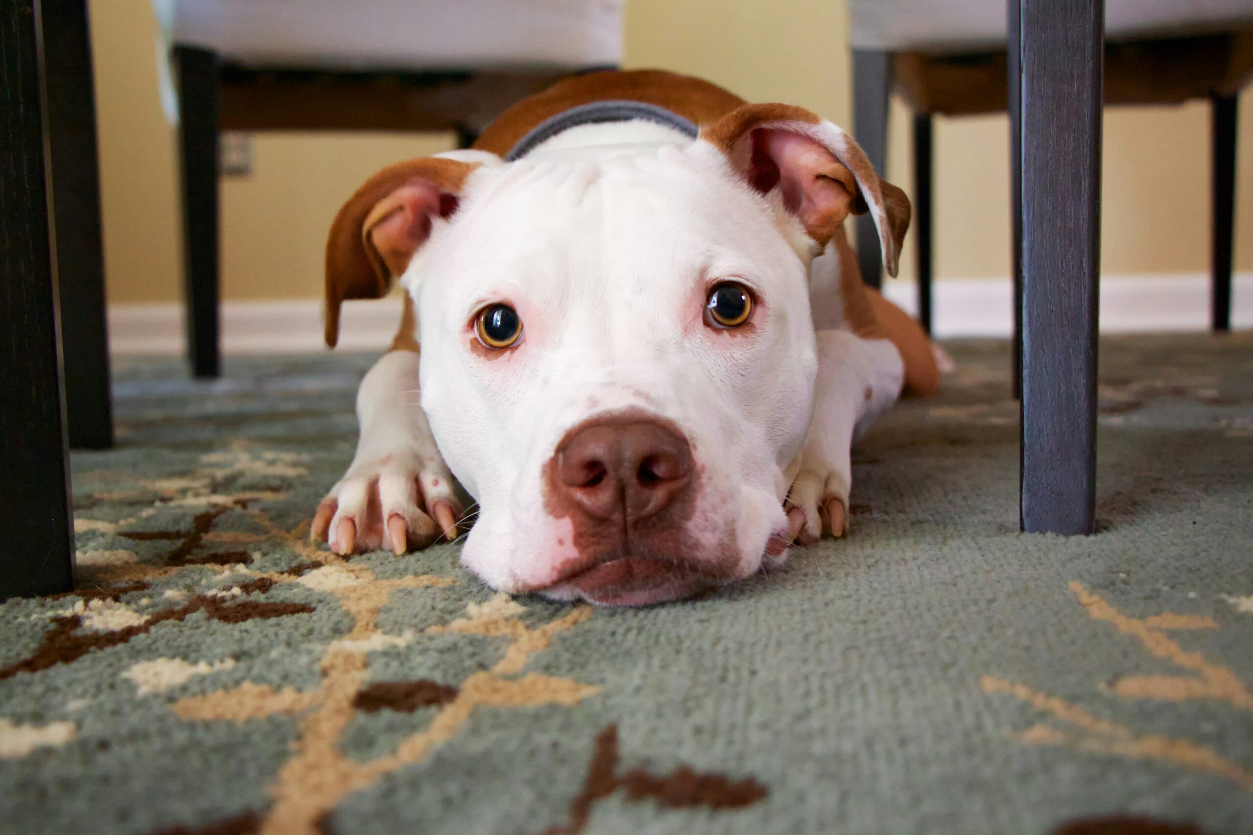 Traveling with Your Dog: Tips for a Smooth Journey