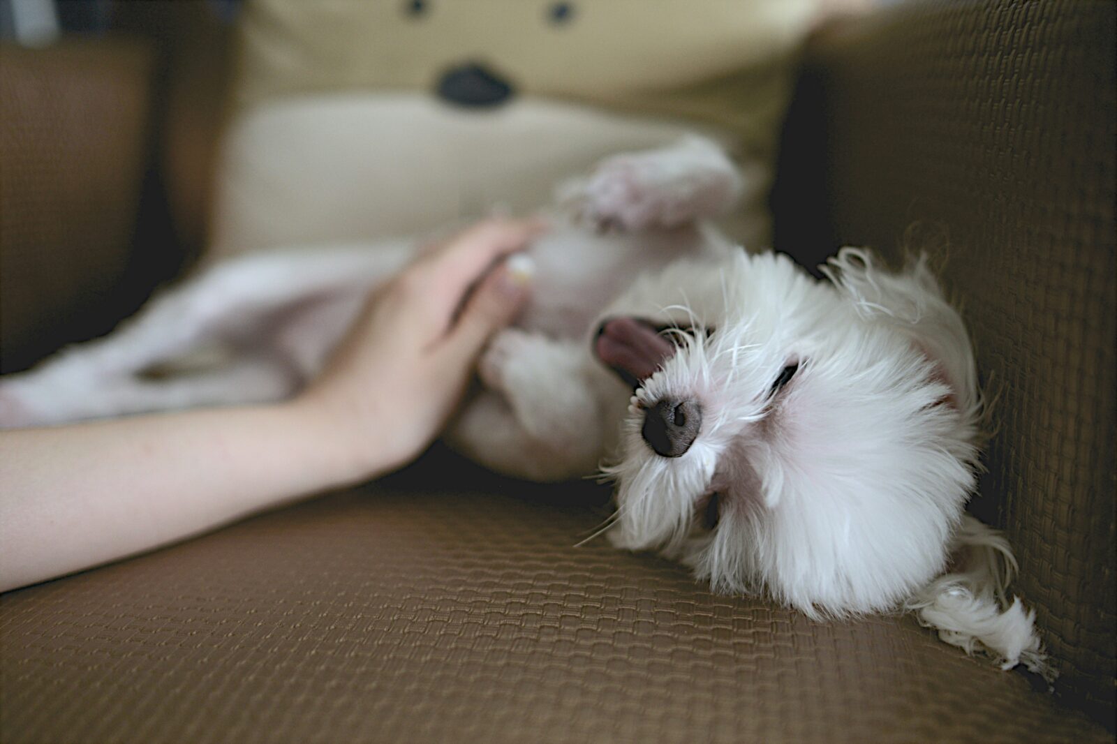 How to Avoid Urinary Tract Infections in Cats and Dogs: Essential Prevention Tips