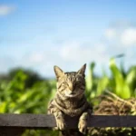 Right Pet-Sitting Service for Your Dog or Cat
