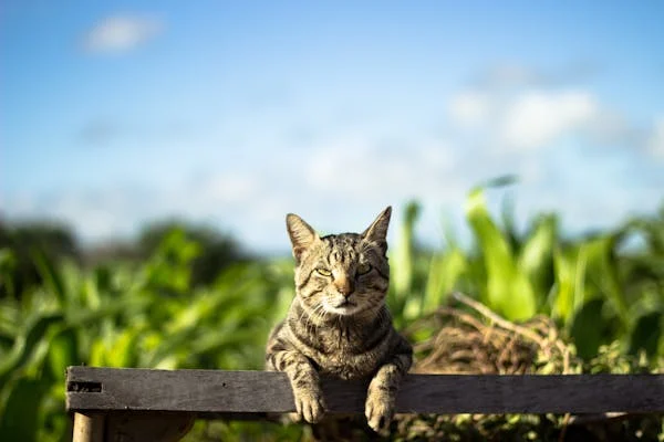 Right Pet-Sitting Service for Your Dog or Cat