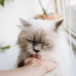 The Healing Power of Purring