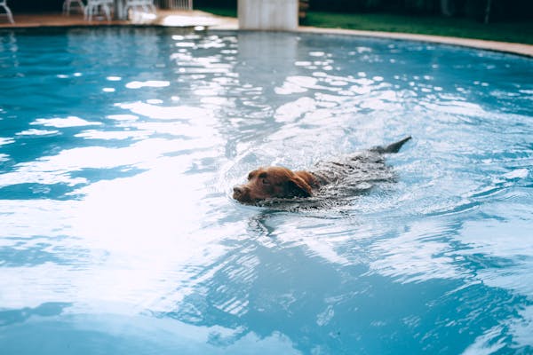 The Benefits of Teaching Your Dog to Swim