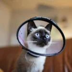 The Role of Cats and Dogs in Holistic Healing