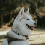 Disaster Preparedness for Pets