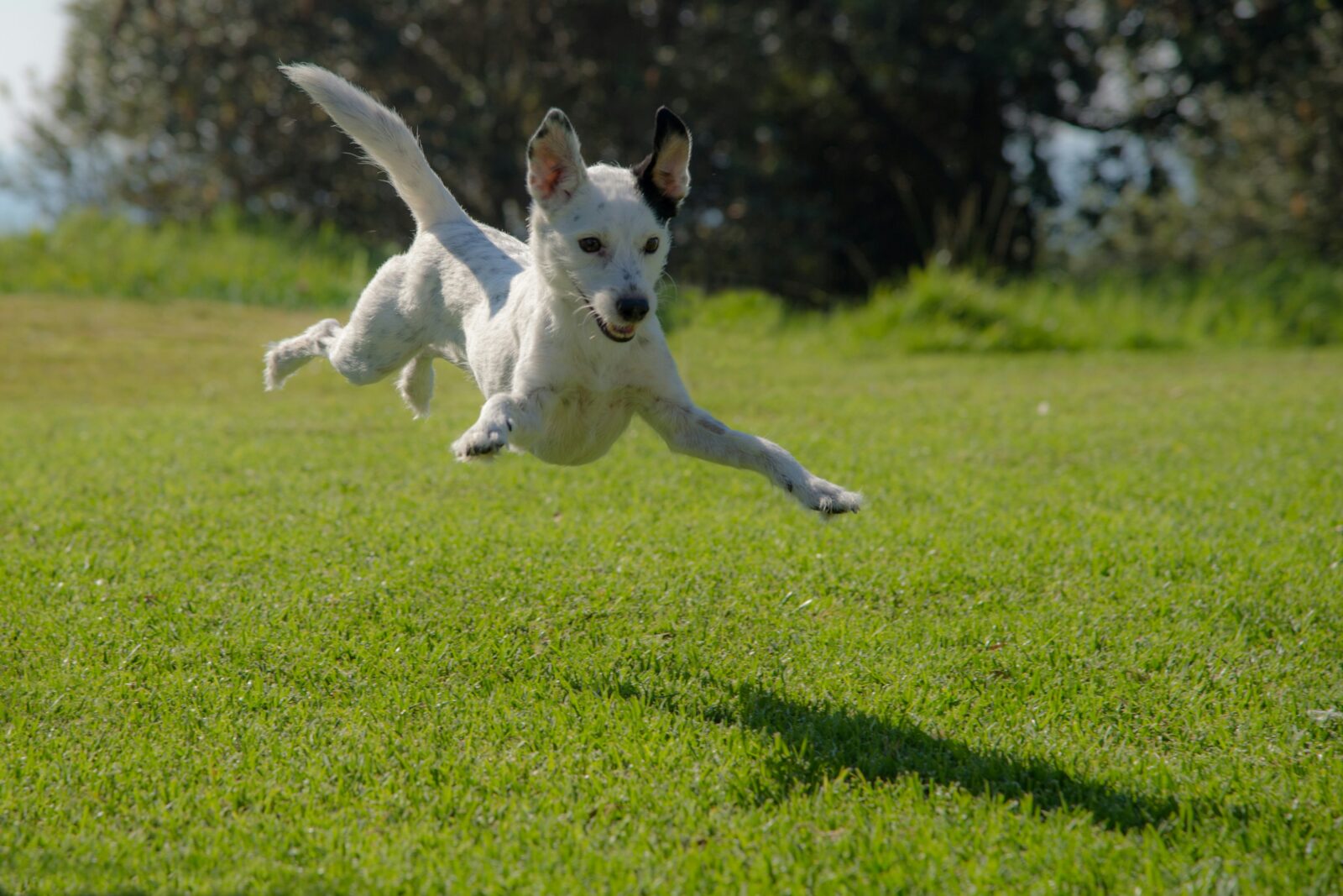 Interactive Dog Toys: Keeping Your Pup Entertained When You’re Away