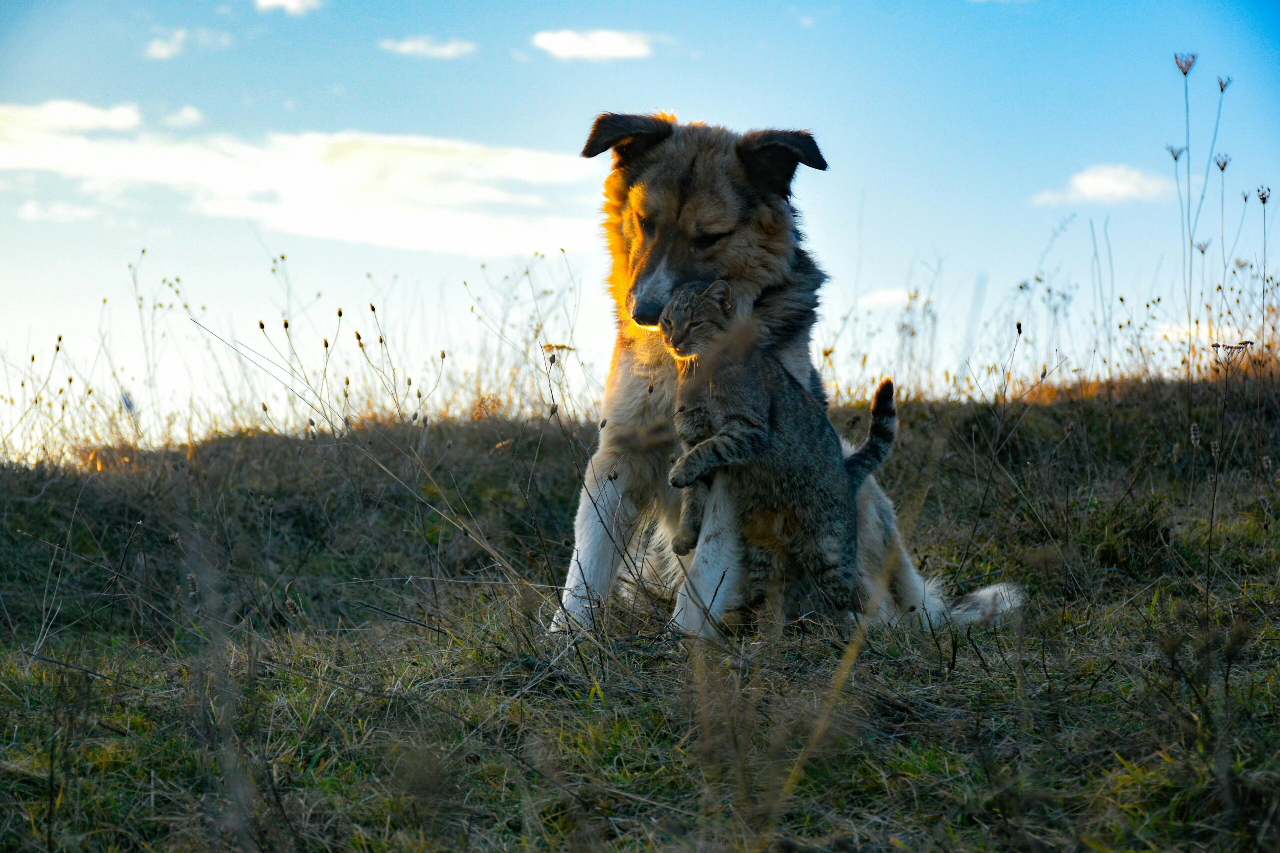 Furry Friends Unite