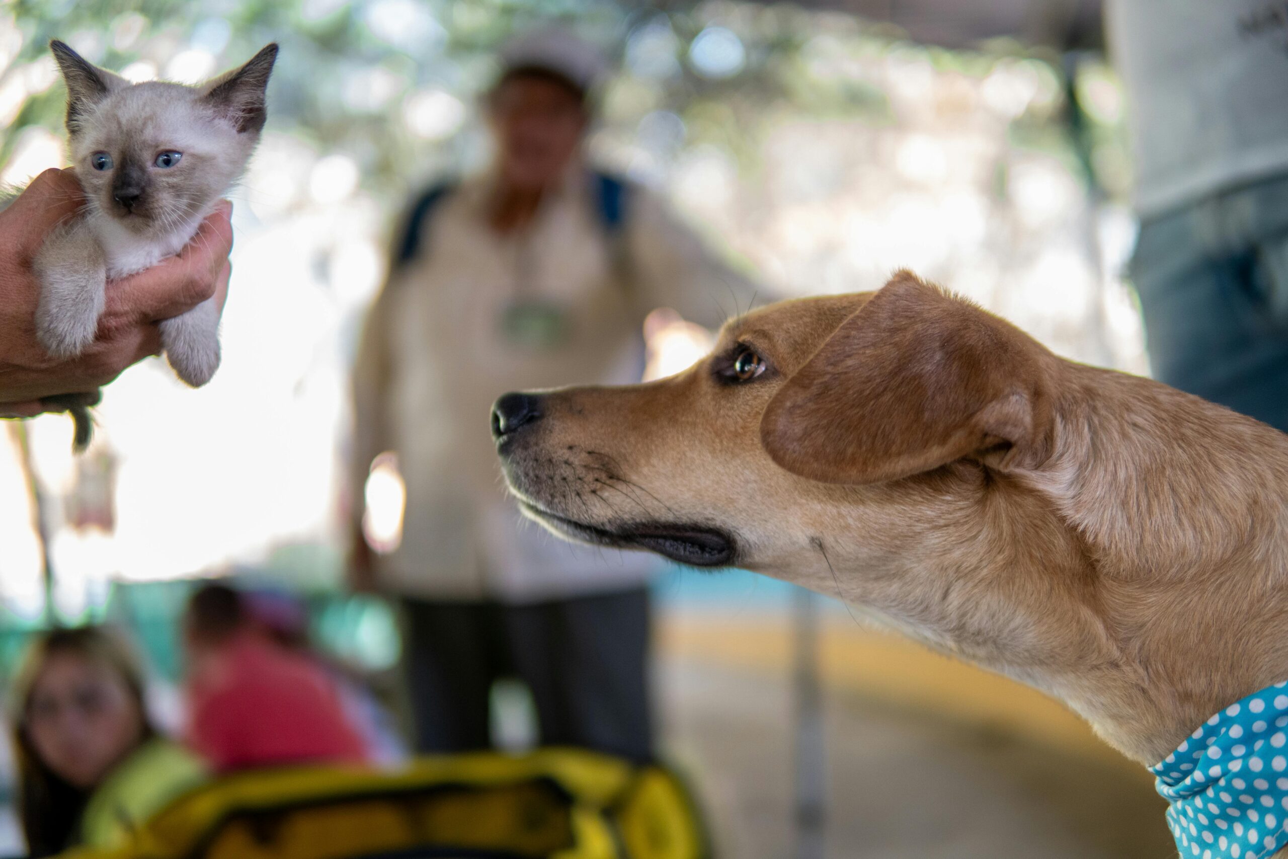 Harmonizing Dogs and Cats